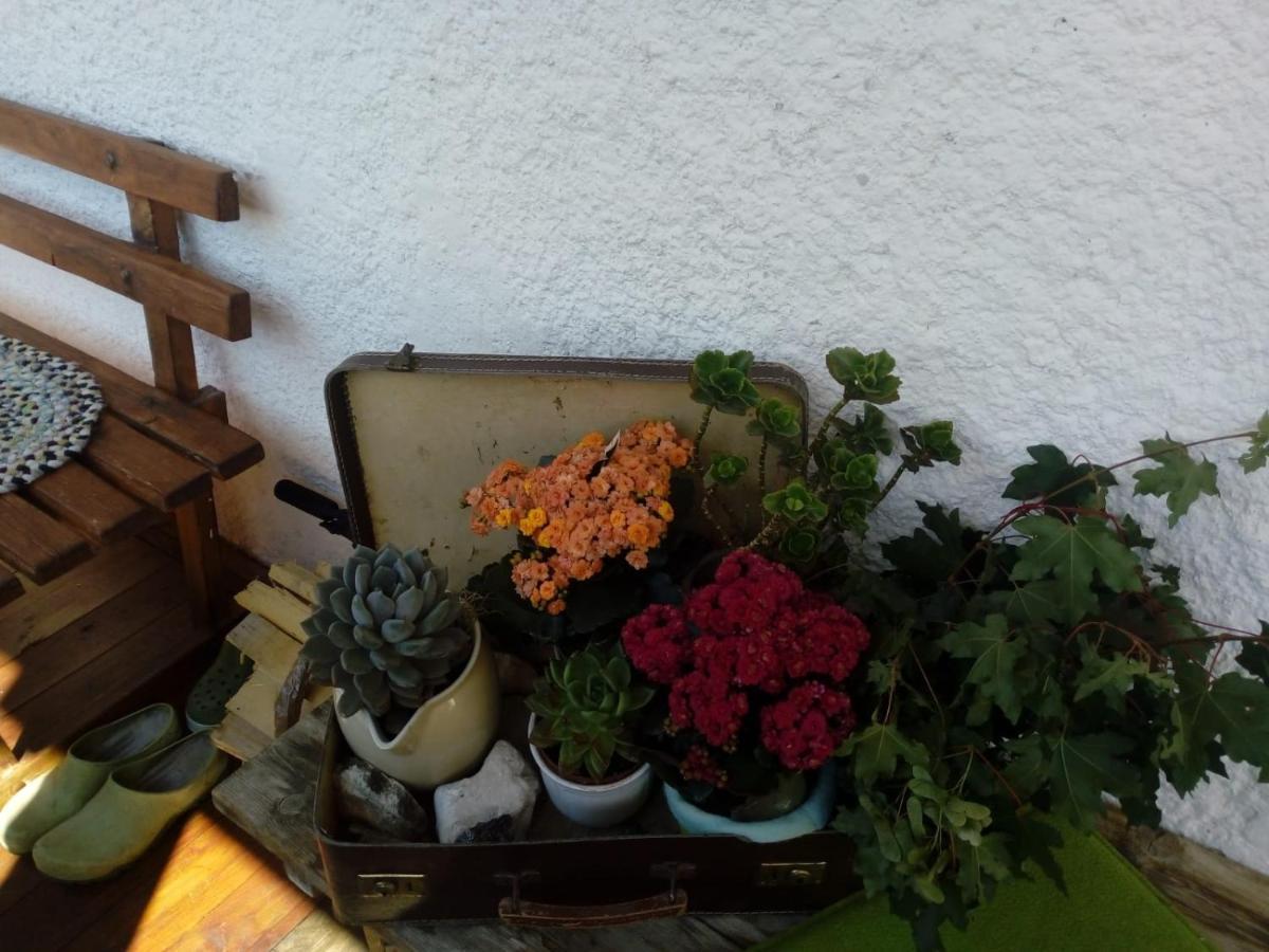 Bed & Breakfast Dolomiti Bey Haus Pinter Assling Buitenkant foto